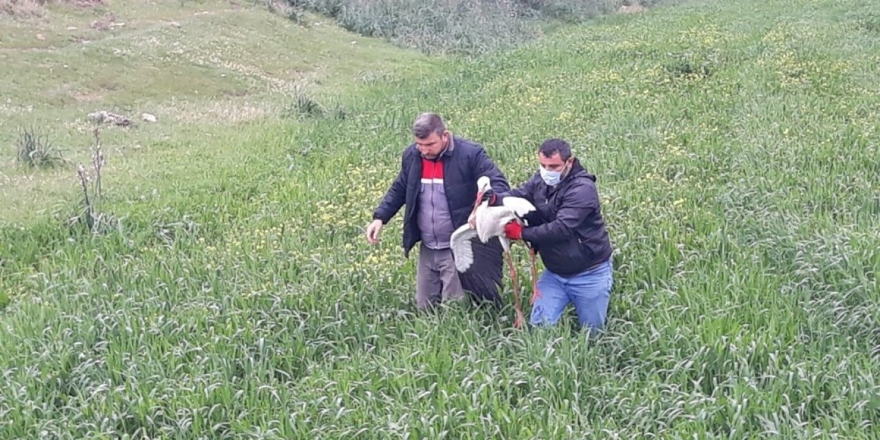 Uçamayan Leylek Tedavi Altına Alındı