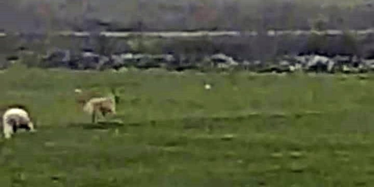 Koyuna Bu Sefer Kurt Yerine Köpek Saldırdı