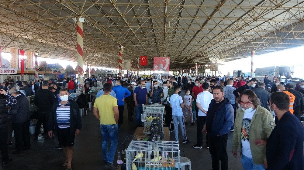 6 bin kanarya Antalya’da görücüye çıktı