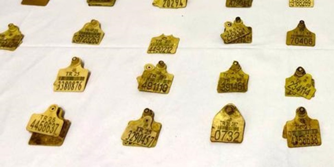 Sahte Küpelerle Hayvan Sevki Yapanlara Operasyon