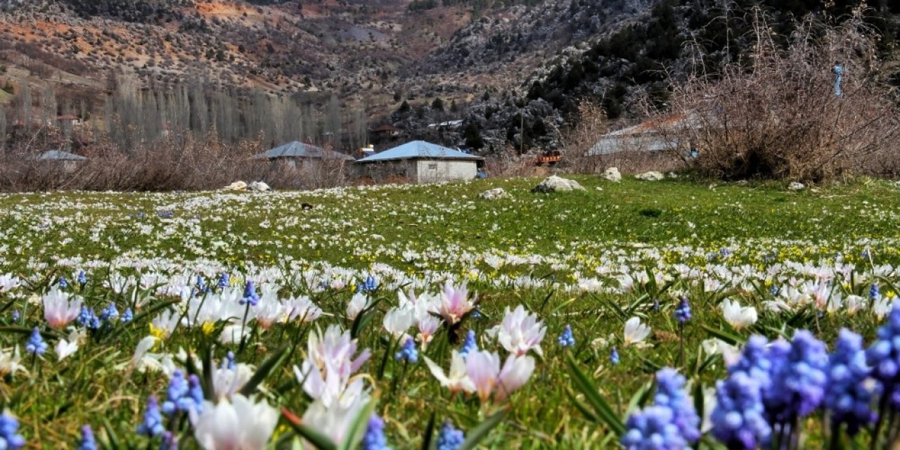 Kahramanmaraş’ta Sümbüller Vadiyi Süsledi