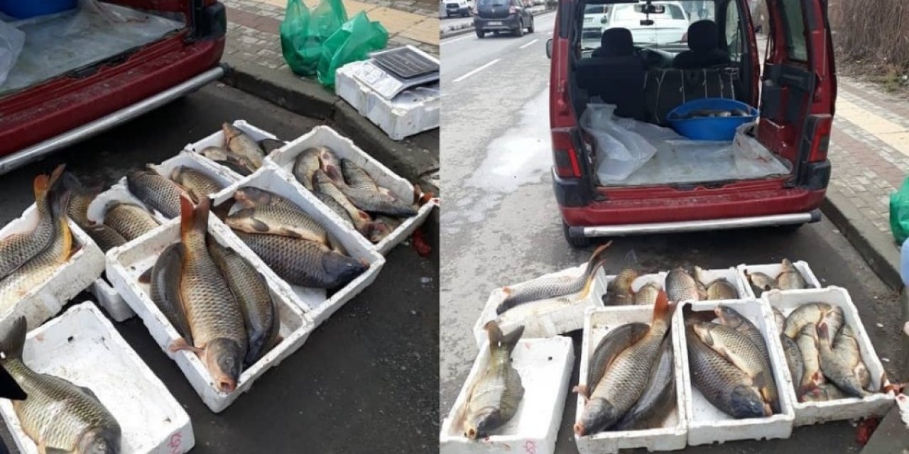 Tekirdağ’da Avcılığı Yasaklanan 10 Kasa Sazan Ele Geçirildi