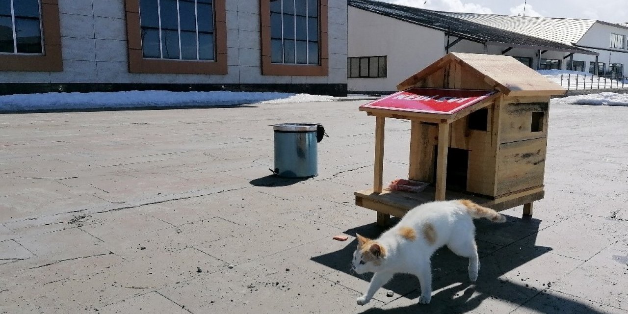 Ai̇çü’de Minik Dostlar Unutulmadı