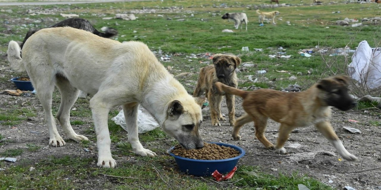 Sahipli Kedi Ve Köpeklerin Kimliklendirilmesi Mecburi Olacak