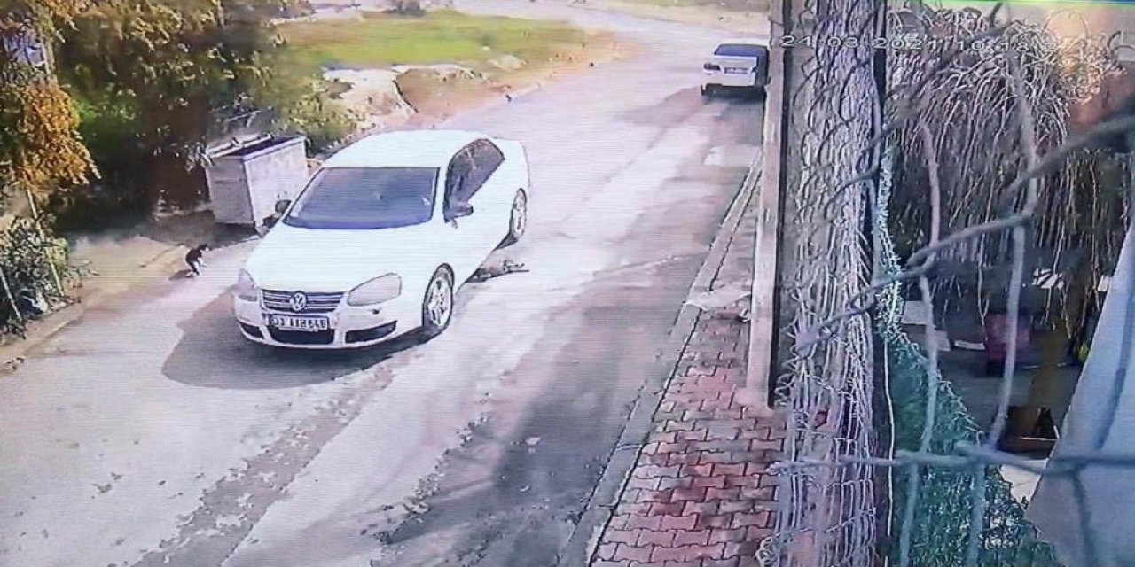 Kediyi Ezerek Öldüren Sürücü Gözaltına Alındı
