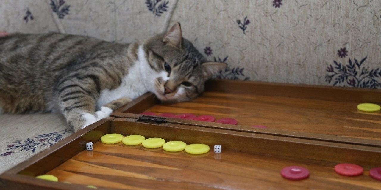 Tavlacı Kedi Sosyal Medya Fenomeni Oldu
