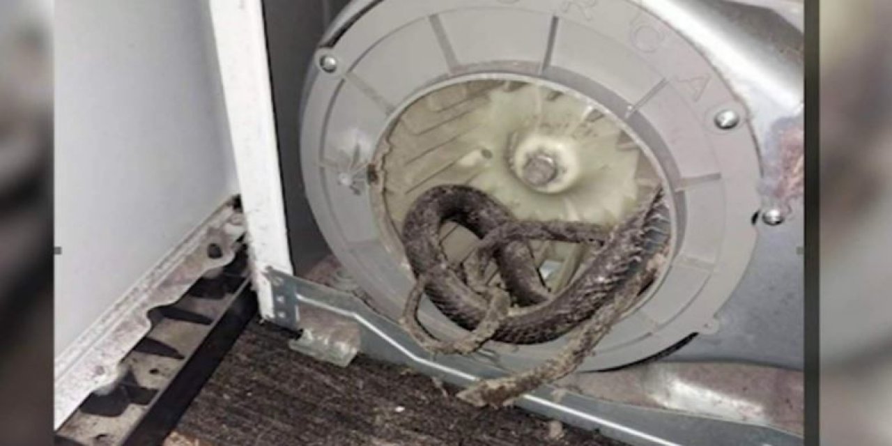 Florida’da Kurutma Makinesinin İçinden Yılan Çıktı