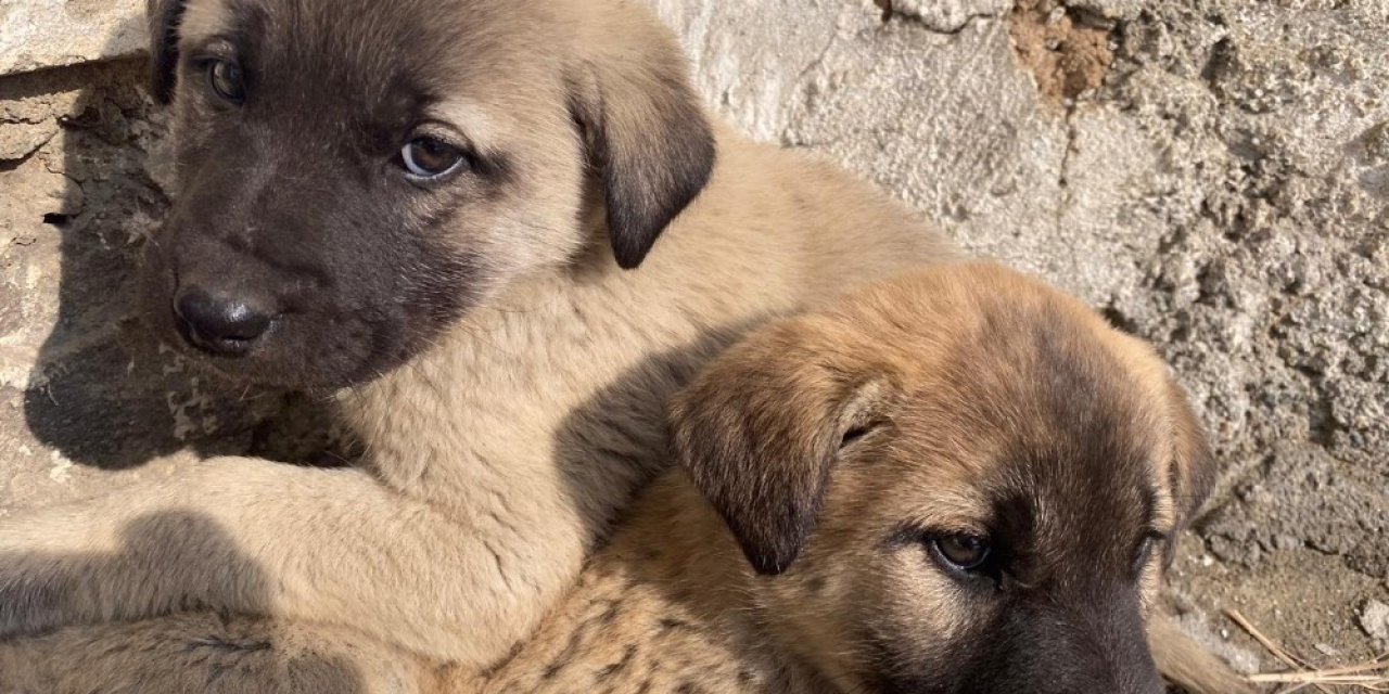 Annesiz Kalan Yavru Köpekler Ağrılı Çocukların Sevgisiyle Hayata Tutundu
