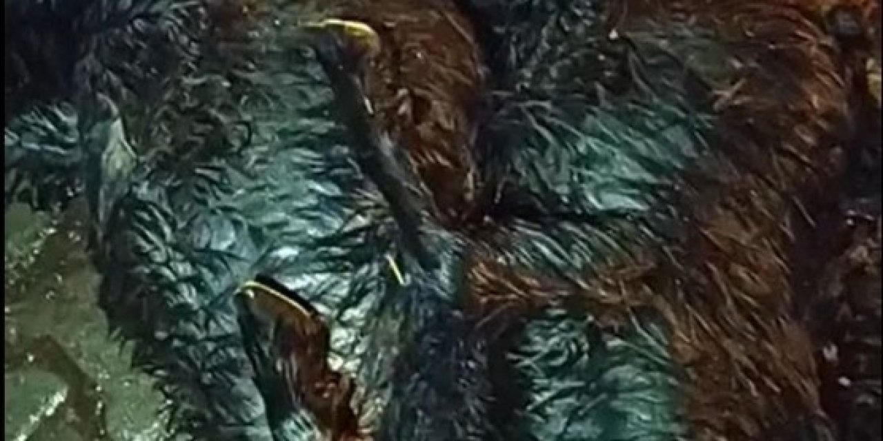 Gübre Çuvalına Koyulan Yemler 17 Hayvanı Telef Etti
