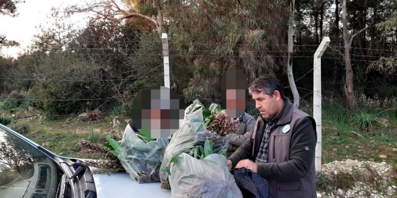 İ̇zinsiz Toplanan 346 Orkideye 160 Bin Tl Ceza