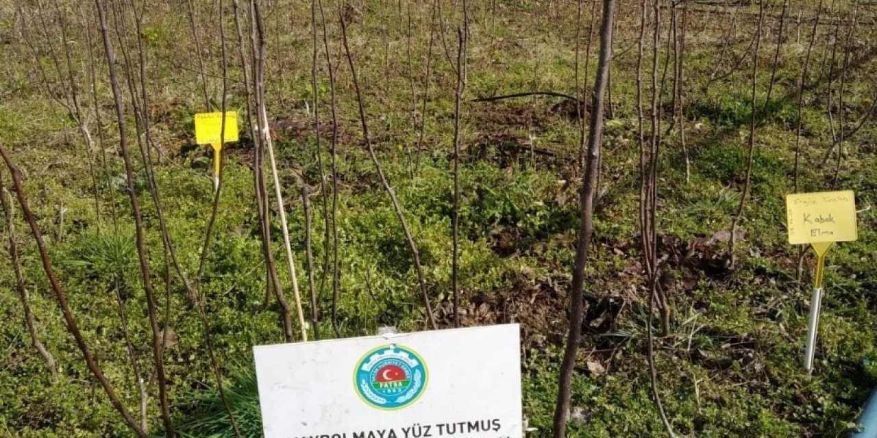 Unutulmaya Yüz Tutmuş Meyveler Yeniden Yeşeriyor