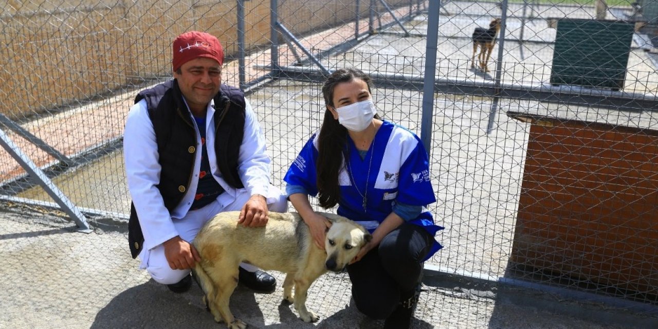 ‘öznur’ Köpek Hayata Tutundu