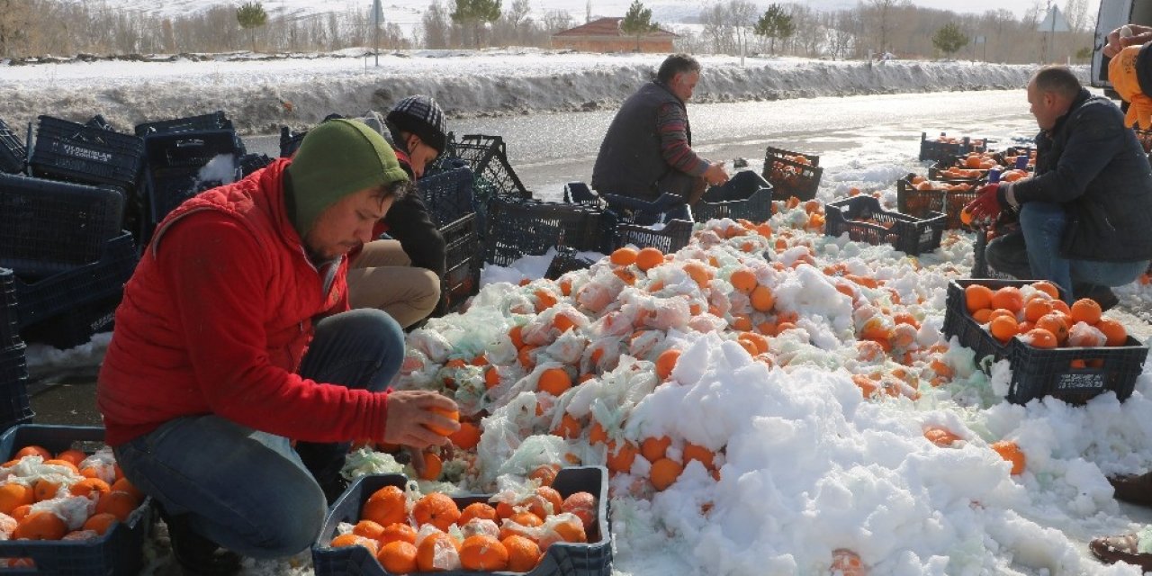 Tonlarca Portakal Kar İçerisinden Tek Tek Toplandı
