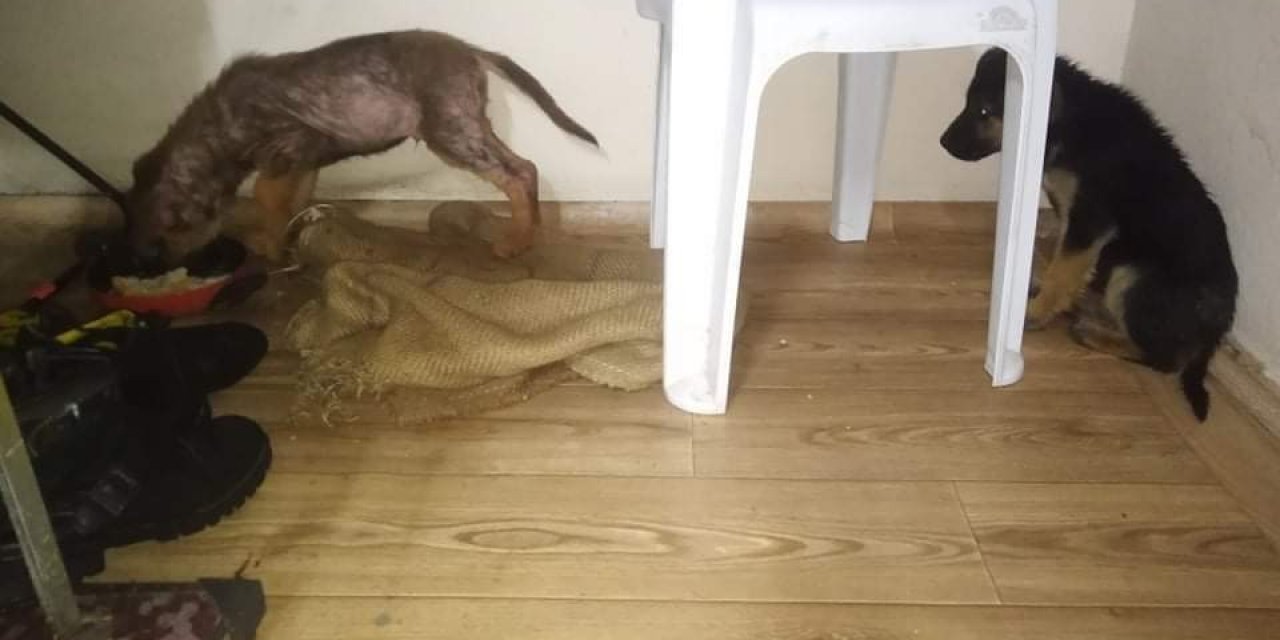 Donmak Üzere Olan Köpek Yavrularına Yardım Eli Uzattı