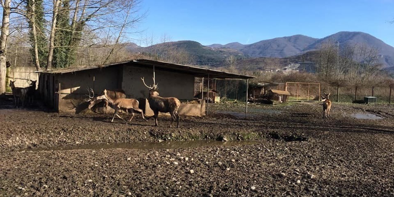 Ala Geyiği Hayvanat Bahçesinden Çalıp Öldürmüşlerdi, Rekor Ceza Kesildi