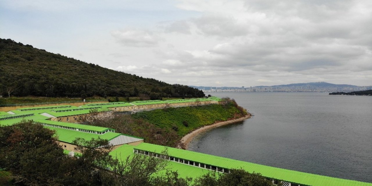 İ̇bb Adalar’da 100’e Yakın Atı Ahıra Hapsetti