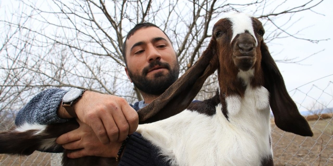 Süt İçin Aldığı Keçiler, Çift Çift Kuzulayınca Sürü Sahibi Oldu