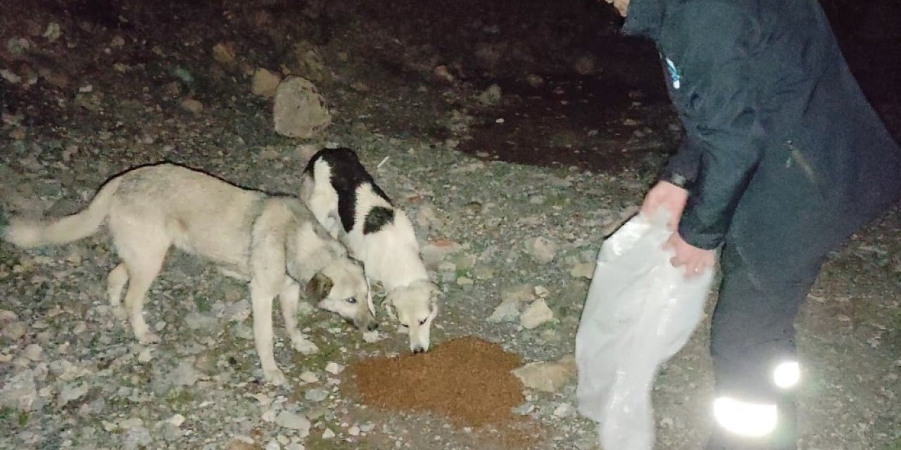 Gece Yarısı Sokak Hayvanlarını Elleriyle Beslediler
