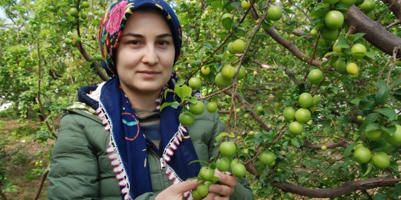 Silifke Can Eriği Rusya, Almanya Ve Hollanda’ya İhraç Ediliyor