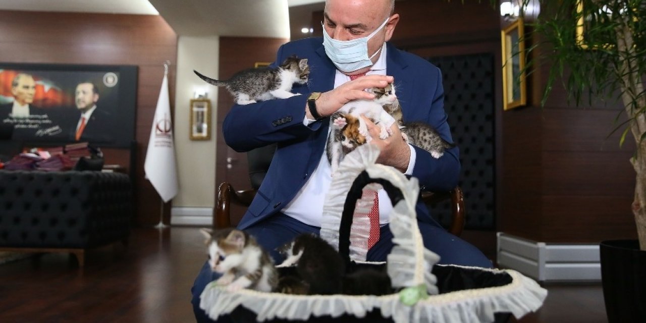 Ankara’daki 6 Minik Kedi Yeni Sahiplerini Bekliyor
