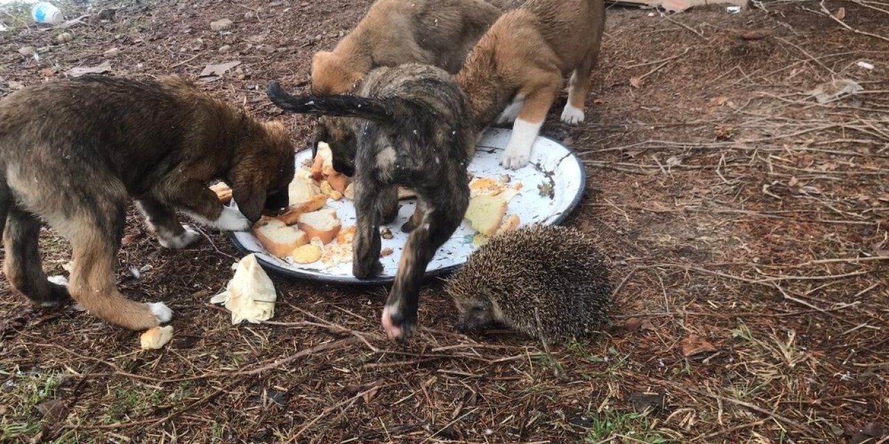 Soğukta Aç Kalan Sahipsiz Yavru Köpekleri Yiyecek Vererek Besledi