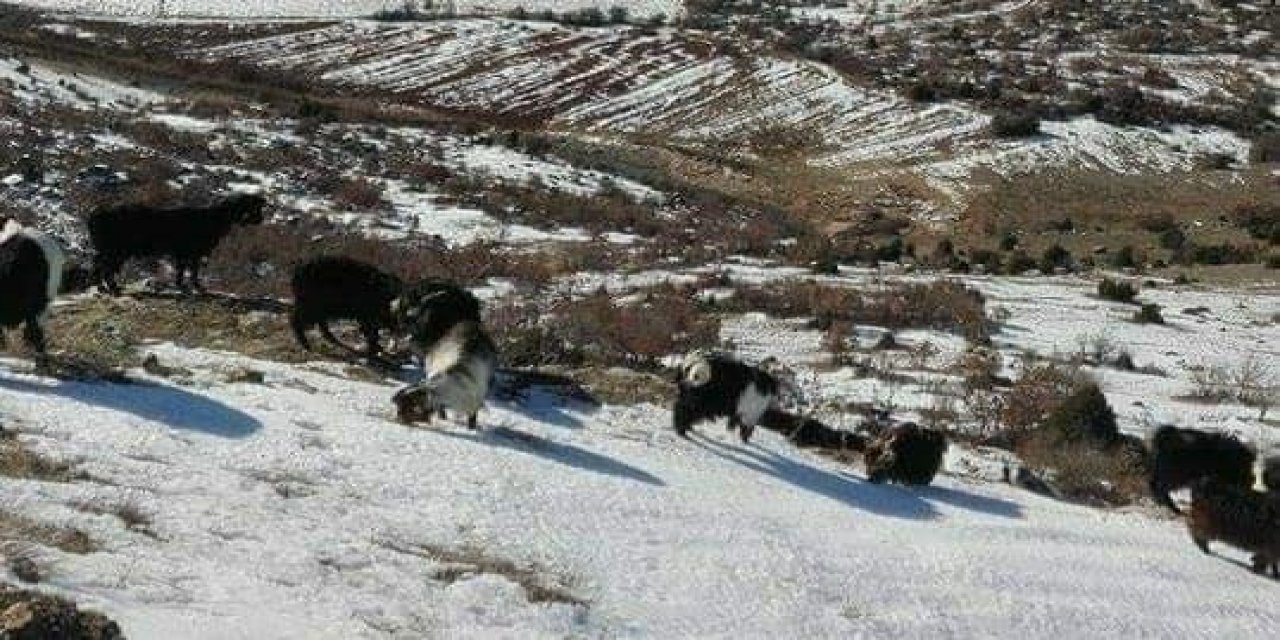 Küçükbaş Hayvanlara Uygulanan Karantina Kararı Kaldırıldı