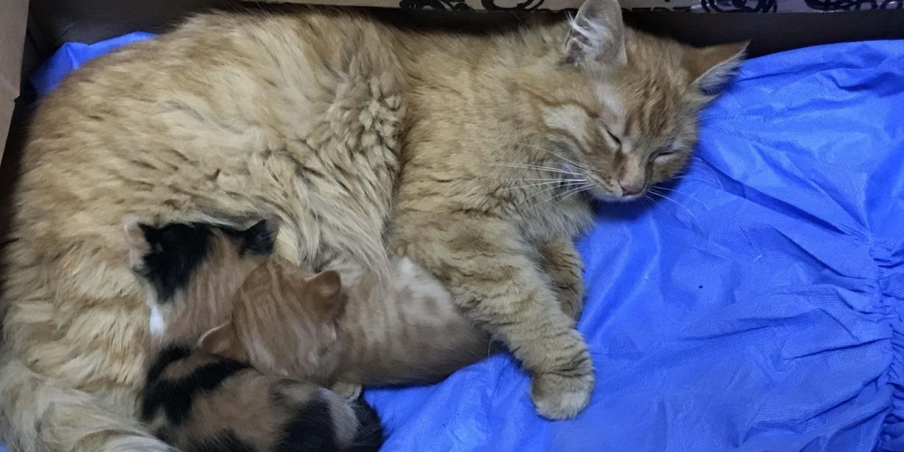 Anne Kedi Yavrularını Doktora Getirdi