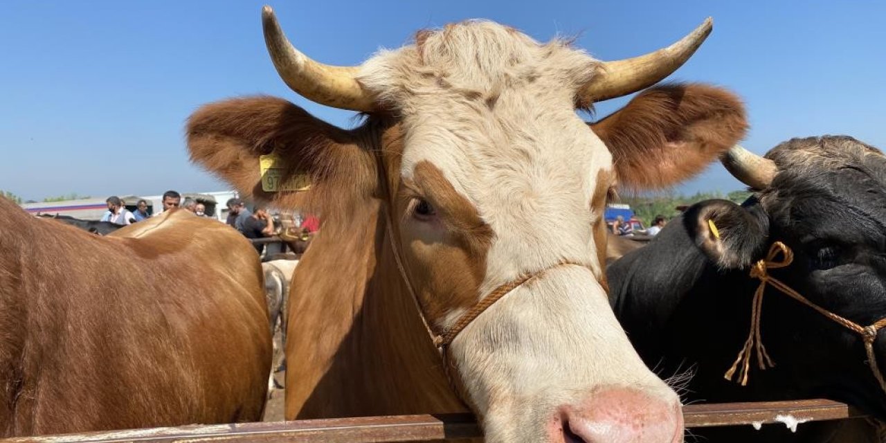 Düzce’de 2 Ayda 2 Bin 309 Hayvana Kulak Küpesi Takıldı