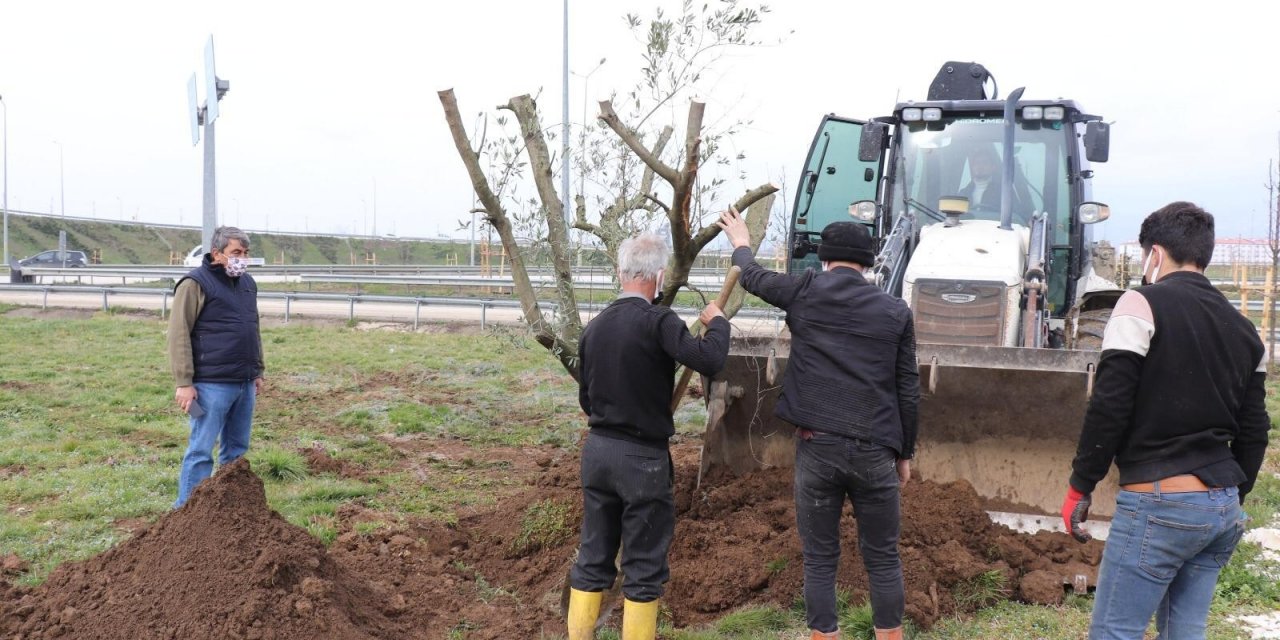 Düzce’de Bir Yılda Binlerce Ağaç Dikildi