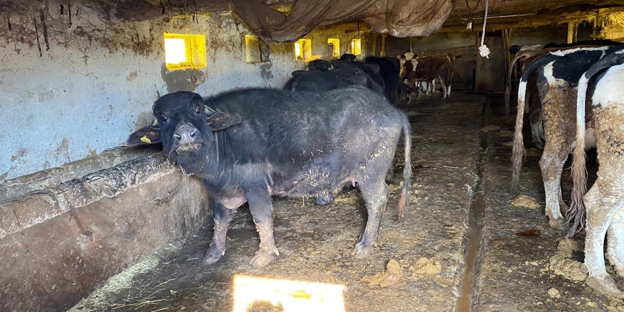 Büyükşehirden Çiftçilere Manda Desteği