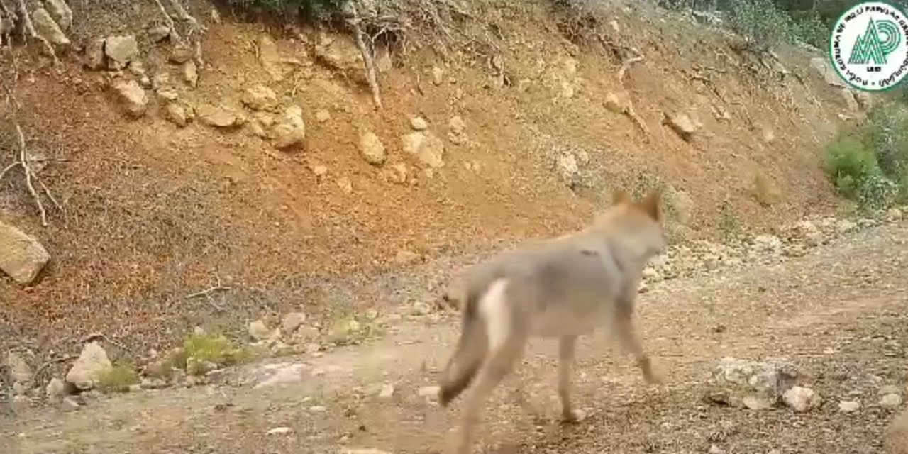 Burdur’da Doğal Yaşam Fotokapan İle Görüntülendi