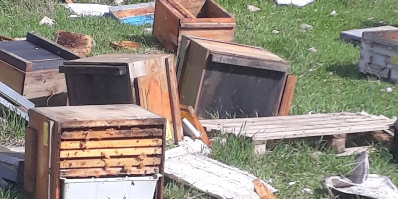 Kış Uykusundan Uyanan Ayılar Bal Kovanlarına Saldırdı