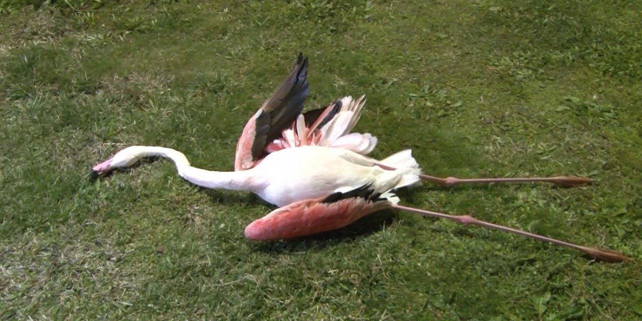 İ̇zmir’de Flamingoların Toplu Ölümü Endişe Uyandırdı