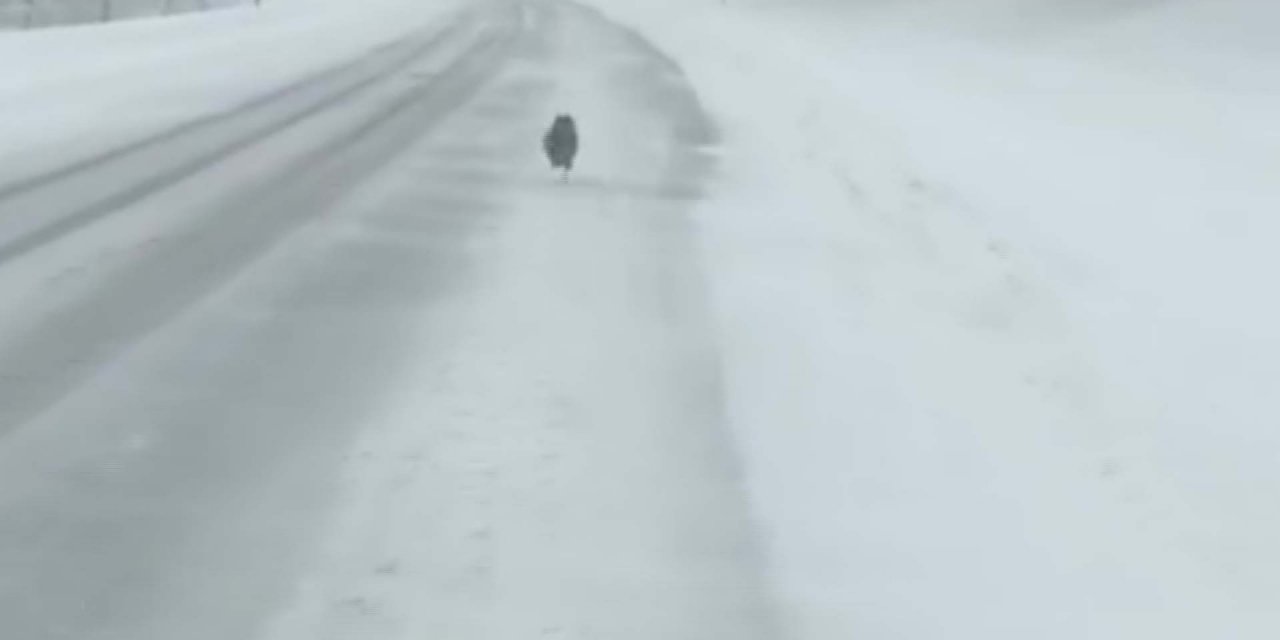 Yol Ortasında Koşan Tilkinin Görüntüleri Gülümsetti