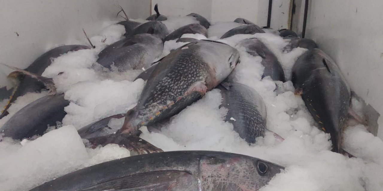 Beylikdüzü’nde Avlanması Özel İzne Tabi Olan 2,5 Ton Orkinosa Ele Konuldu