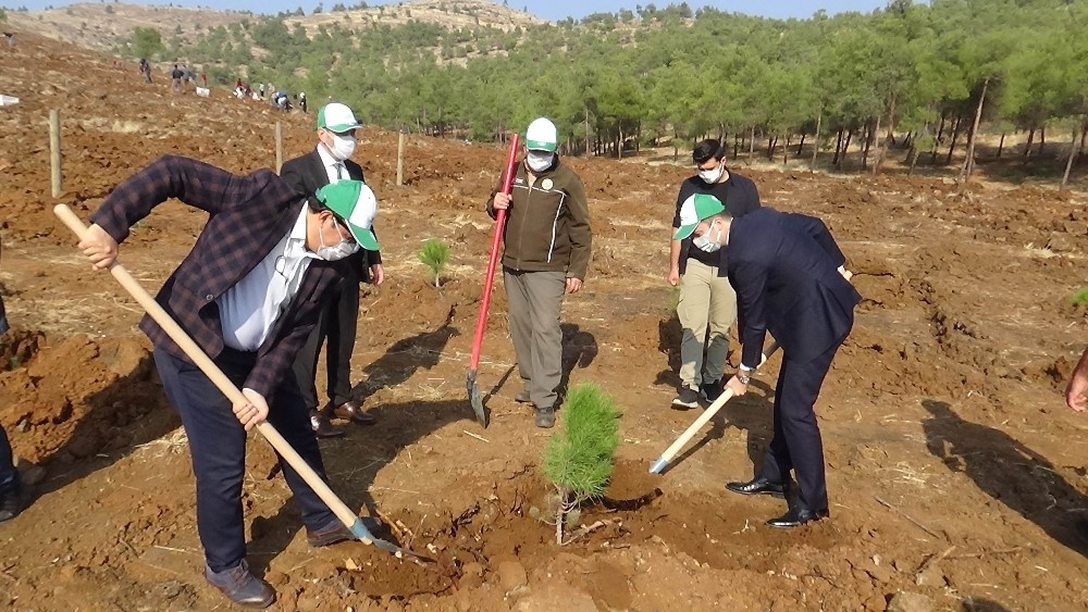 Suriye sınırında 300 bin fidan dikiliyor