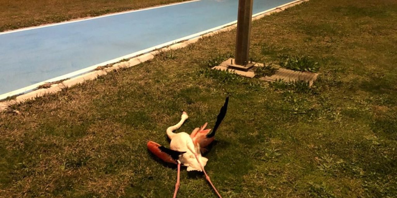 Flamingoların Toplu Ölümü Araştırılıyor