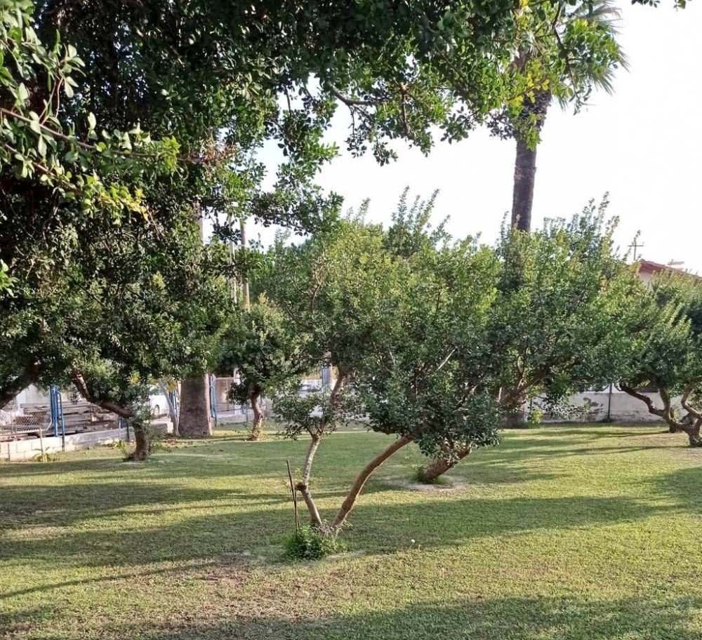 Çeşme’deki Sakız Ağaçları Koruma Altında
