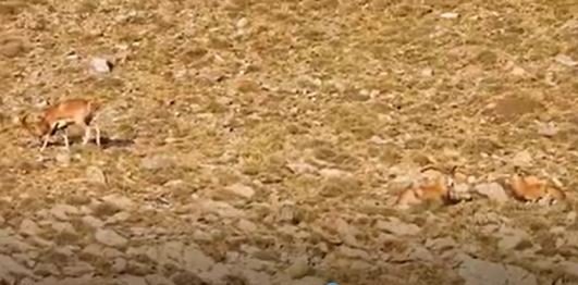 Kumalar Dağına 30 Yaban Koyunu Yerleştirildi