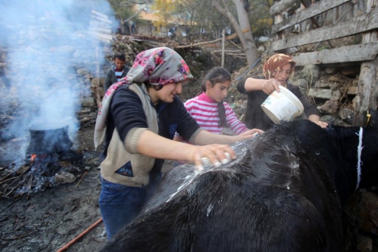 Kara Kazanda Sular Bu Kez ‘inekler’ İçin Isıtıldı
