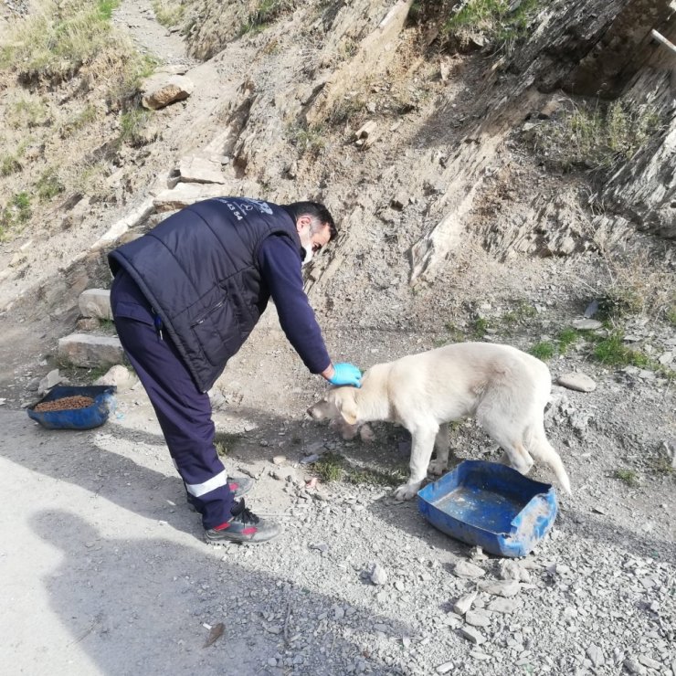 Sokağa Çıkma Yasağında Da Can Dostlar Unutulmadı
