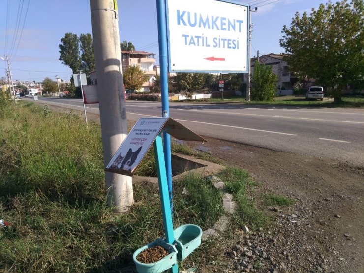 Zor Günlerde Sokak Hayvanları Süleymanpaşa Belediyesine Emanet