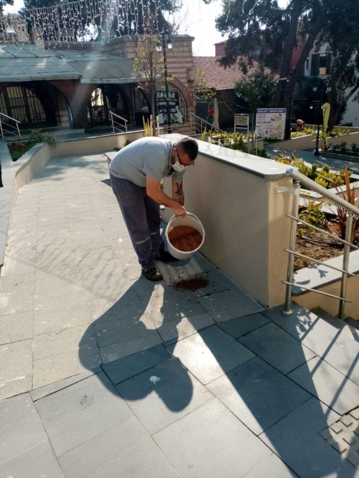 Zor Günlerde Sokak Hayvanları Süleymanpaşa Belediyesine Emanet