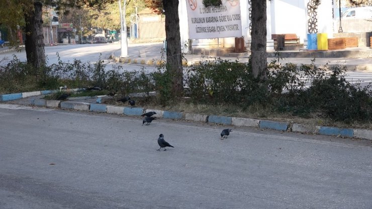 Tunceli’de Sokaklar, Bomboş Kaldı