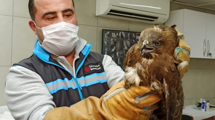 Yaralı Olarak Bulunan Doğan Barınakta Tedaviye Alındı