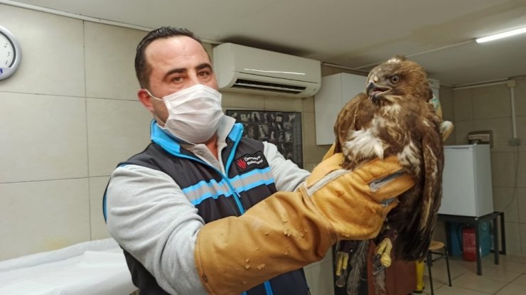 Yaralı Olarak Bulunan Doğan Barınakta Tedaviye Alındı