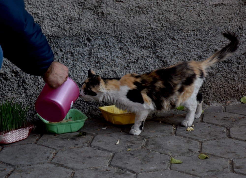 Tepebaşı Belediyesi Ekipleri İki Günlük Sokağa Çıkma Yasağı Döneminde Can Dostları Yalnız Bırakmadı