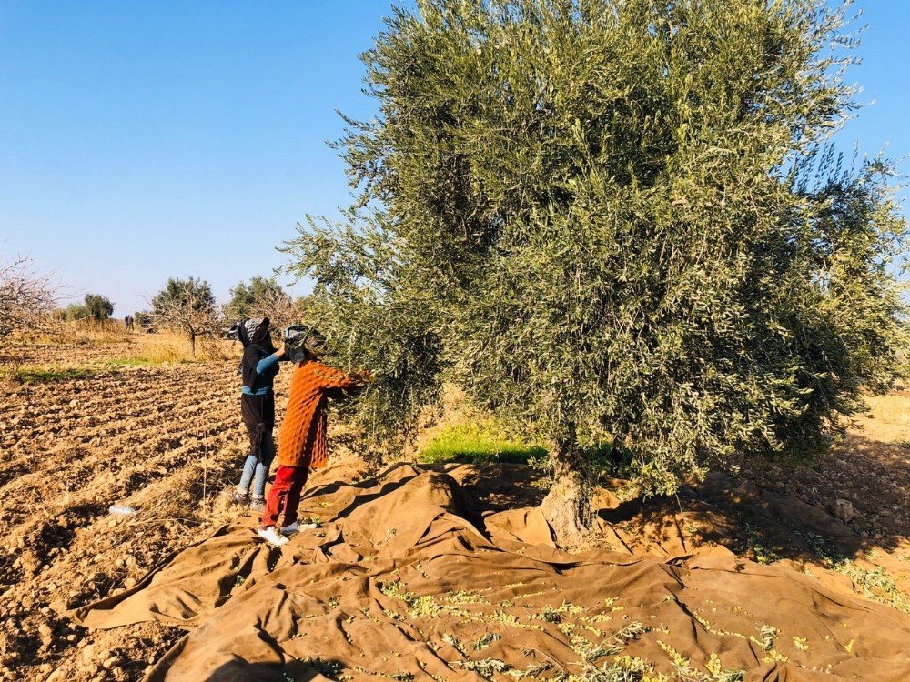 Kısıtlamadan Muaf Olan Tarım İşçileri Sınırda Zeytin Topladı
