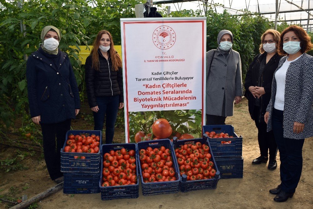 Biyoteknik Mücadeleli Serada Hasat Başladı