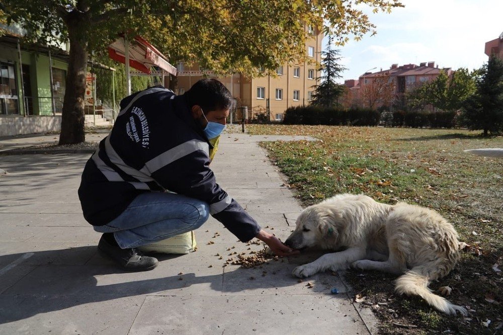Erzincan’da Sokak Hayvanlarına Yem Bırakıldı